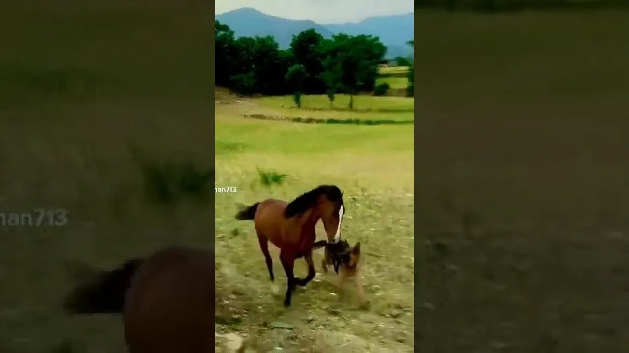 Dog is limiting the horse movement @ABS-CBN Entertainment
