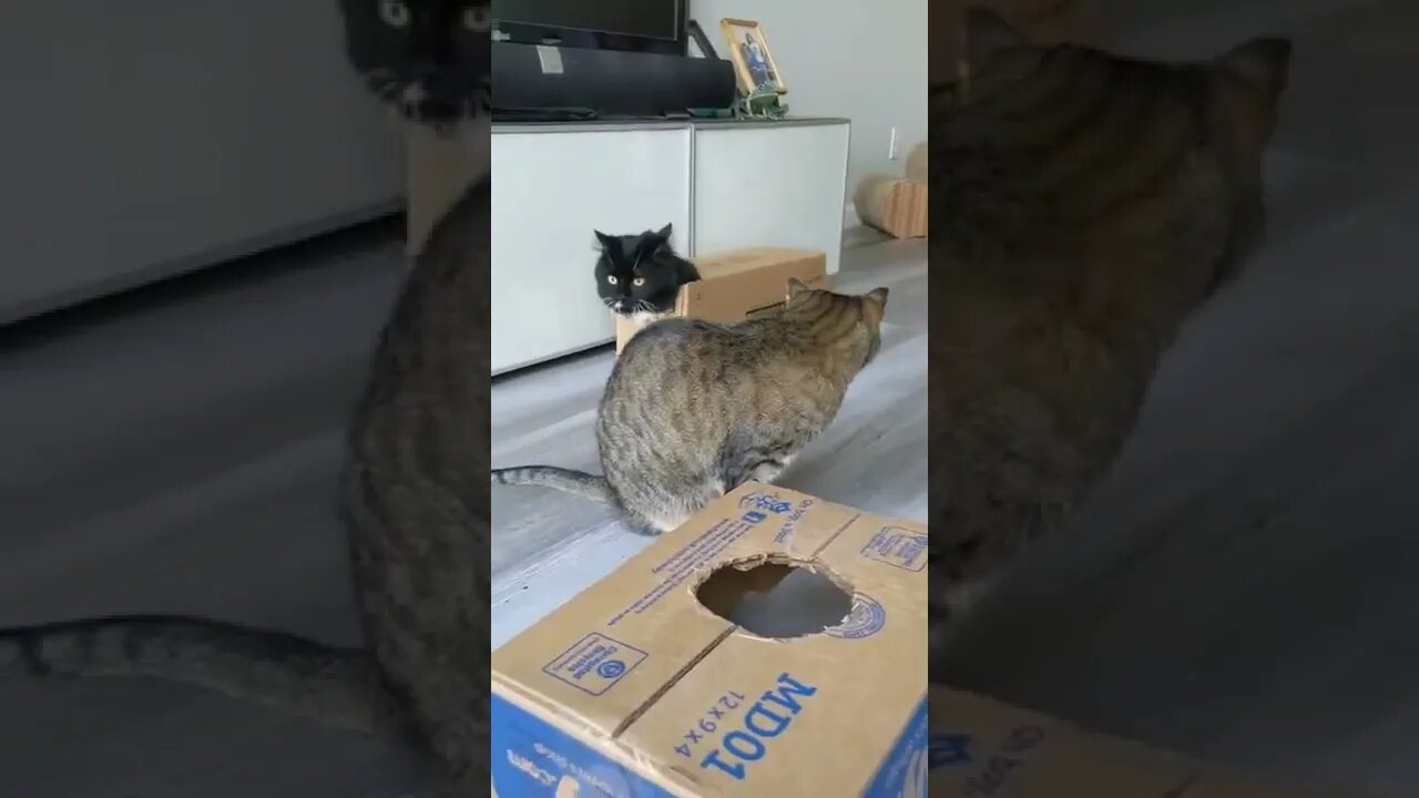 luxury cats