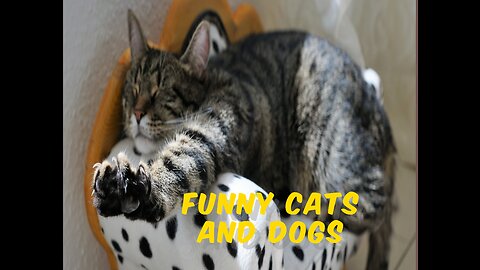 Funny cats and dogs