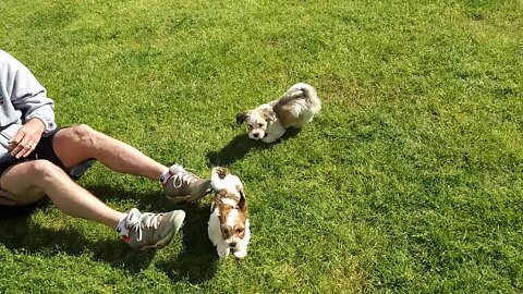 last Day For G Litter