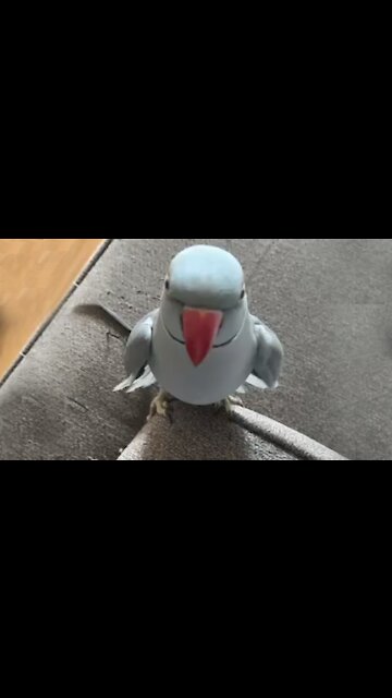 Parrot throws tantrum when owner says she's leaving