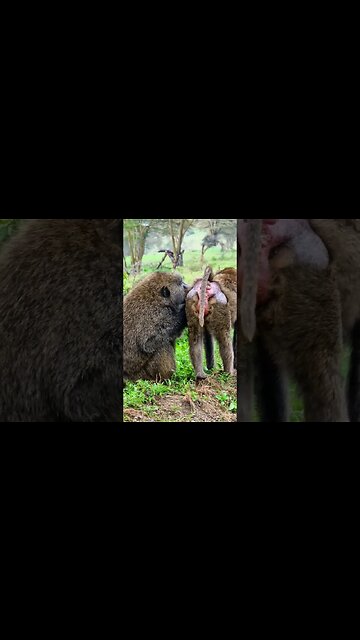 Baboons Grooming #Wildlife | #ShortsAfrica