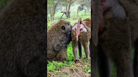 Baboons Grooming #Wildlife | #ShortsAfrica