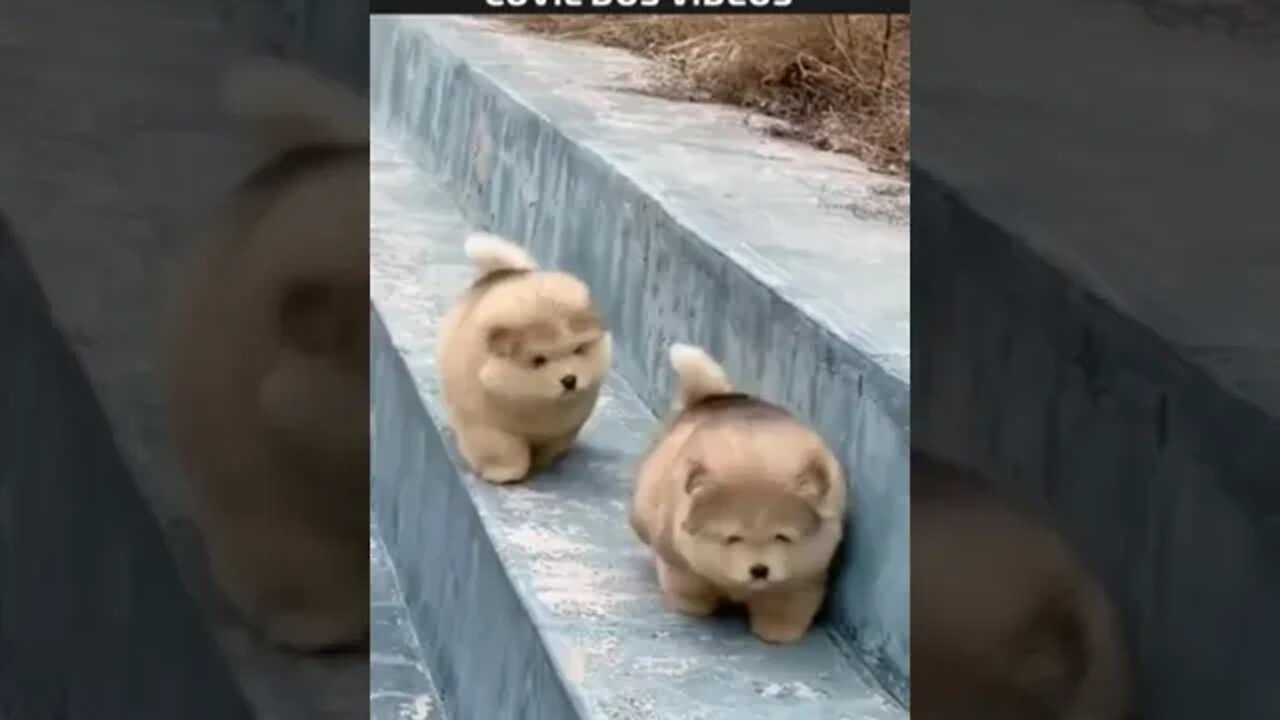 os tombos mais fofos da internet