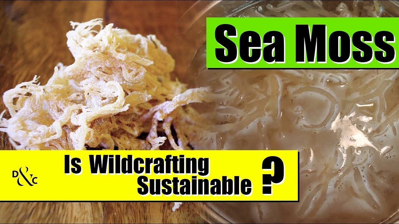 Is Wildcrafted Sea Moss Sustainable?