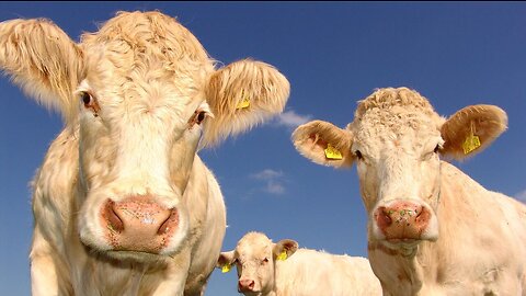 mooing cows