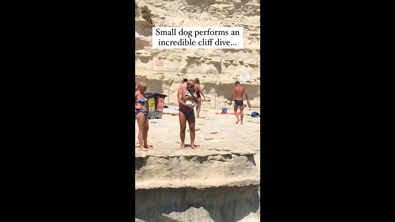 Dog cliff diving