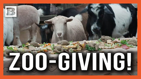 Zoo-Giving! Chicago Zoo Animals Enjoy Pre-Thanksgiving Feasts and Fun