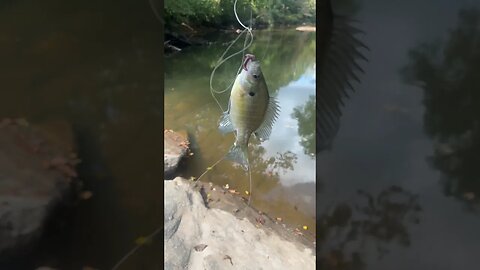 First fish of the day! Bluegill! #fishing #outdoors #nature