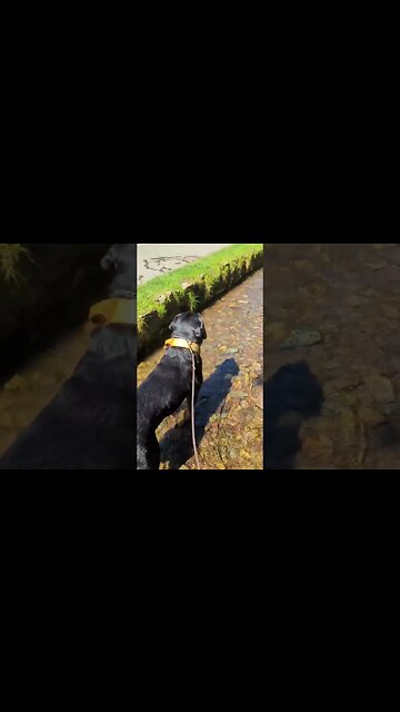 What kept ya 🪠☕ Rottweiler stunned 😳 #shorts #dog #rottweiler