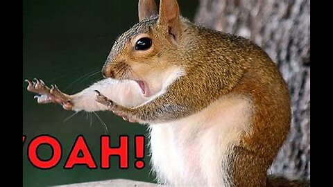Funny Animal reactions 2024