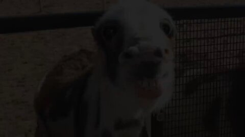funny animal's video 02