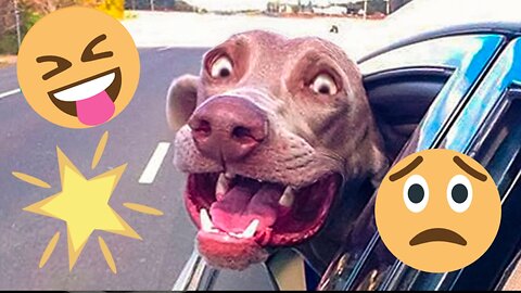 Funniest Animal Videos 😂 - Funny Cats invited to the Dog Party