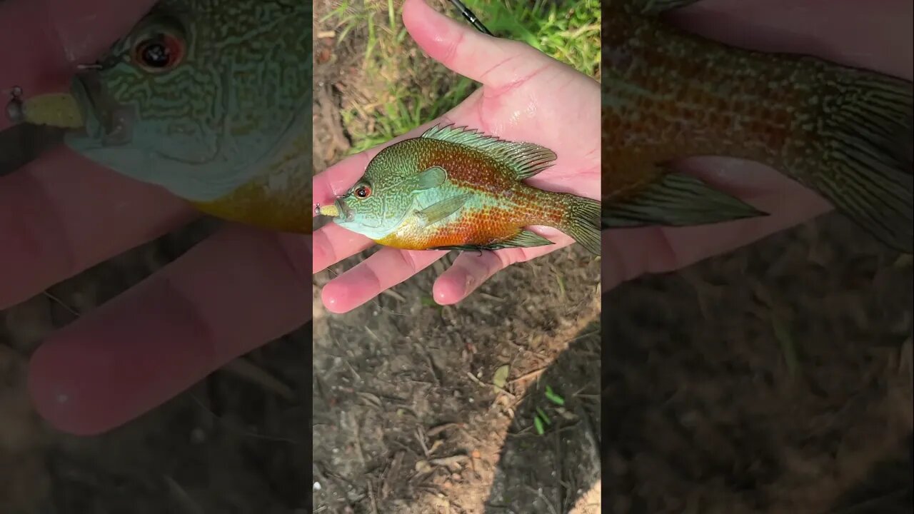 Look at the colors on this beautiful Long Ear Sunfish! #fishing #panfish #bluegill #sunfish #shorts