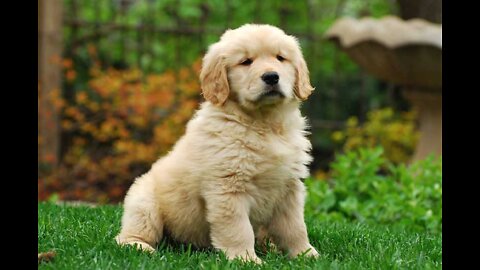 Golden retriever first bath # very shy dog.