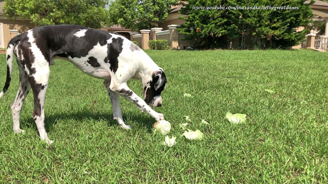Great Dane Has Fun Making A Cabbage Roll