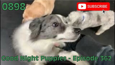 [0898] GOOD NIGHT PUPPIES - EPISODE 362 [#dogs #doggos #doggos #puppies #dogdaycare]