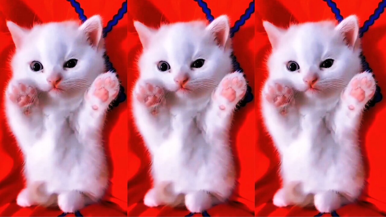 look how cute this little cat