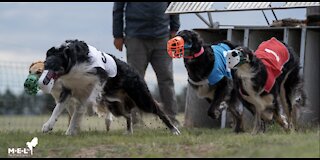 Racing Borzoi