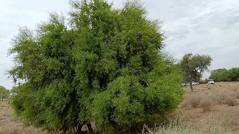 desert cold tree