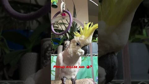 Psycho 🍎? #cutepets #shorts #parrot #cockatoo #funnyanimals #fyp #birdshorts