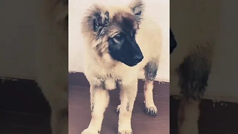 Beautiful Furry Puppy #shorts #dog #puppy #doglover #cute