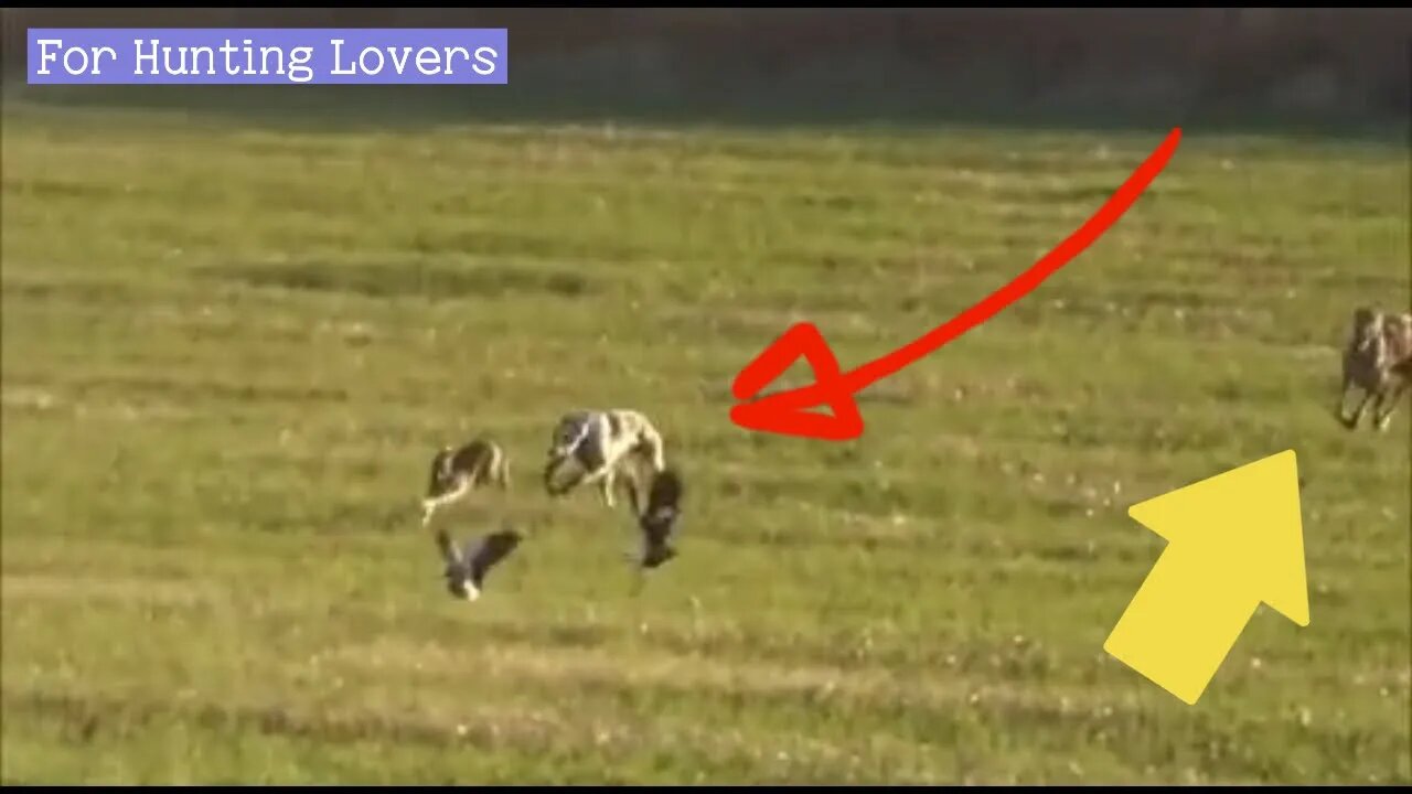 جولات صيد الأرنب بالسلوقي Hare 🐇 hunting tours by Greyhounds Охота на зайца от Greyhounds | 赛狗和野兔