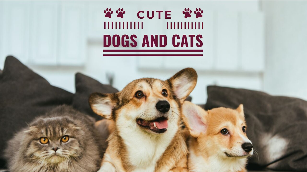 [New] - Cute Dogs And Cats Reacting To Food - 2021