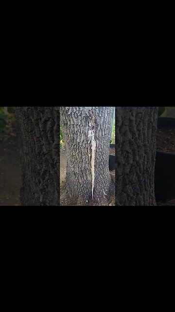 Tree Woes | WHAT IS WRONG? #help