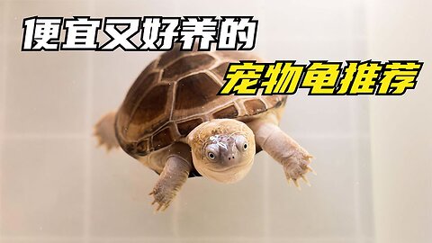 Recommend cheap and easy to raise turtles, which one would you keep?