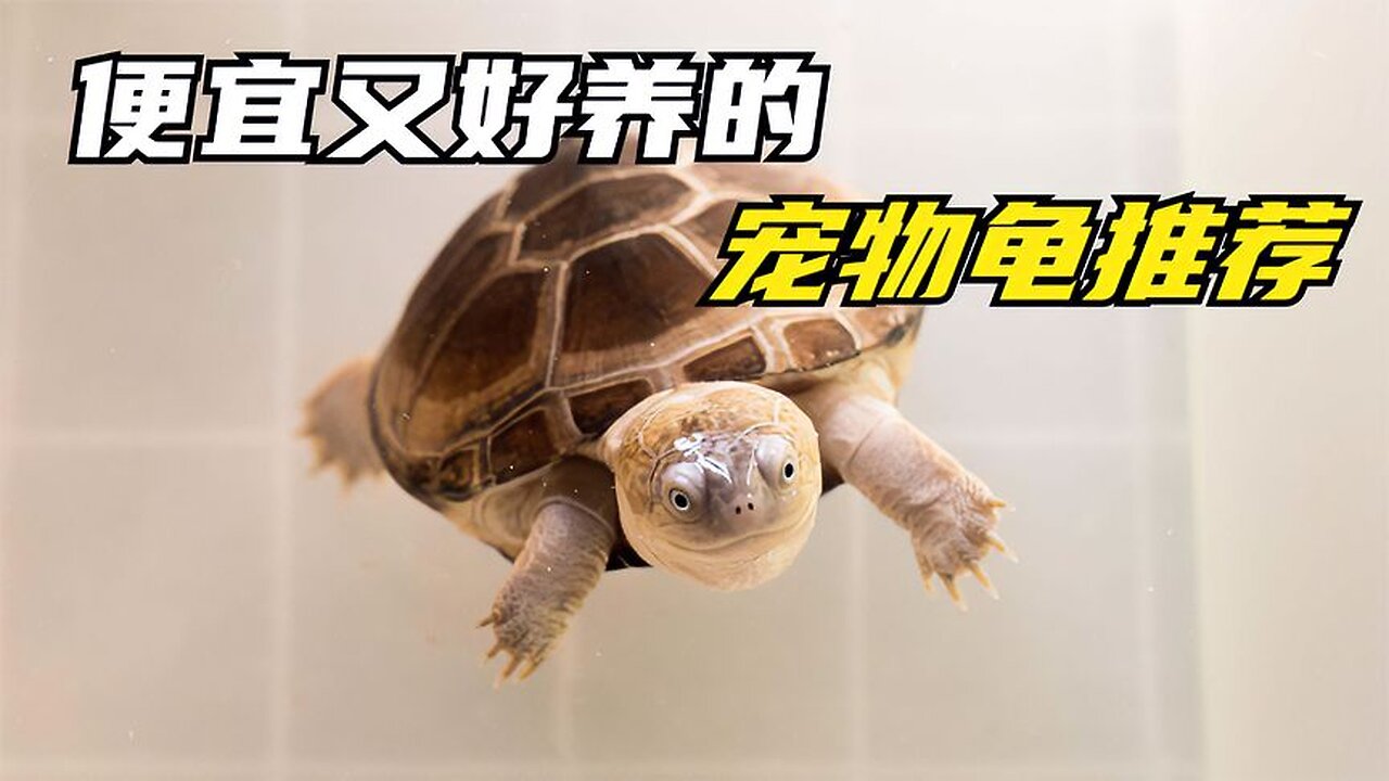 Recommend cheap and easy to raise turtles, which one would you keep?