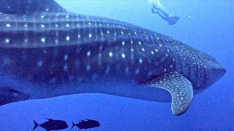 Whale Shark Casually Drifts Through Scuba Diver Group