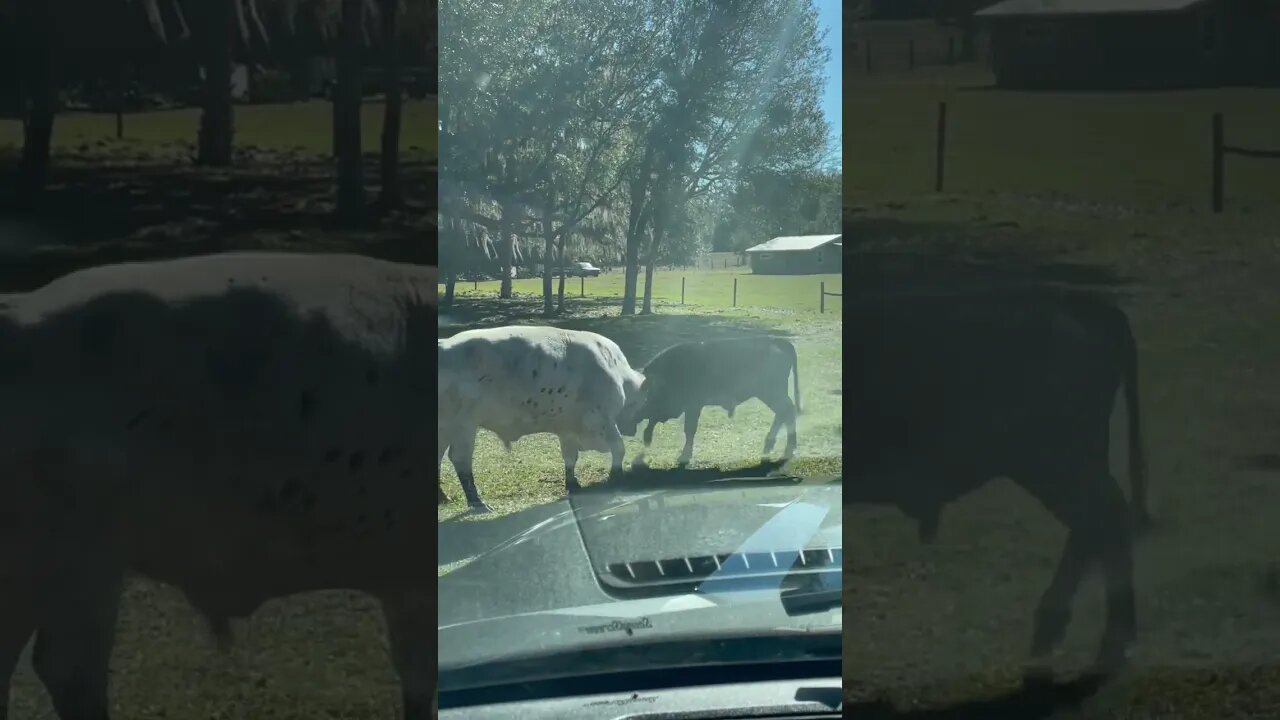 Bull squaring up! #cattle #cattlefarm #cattleranch #cow #cows #cowvideos #cowvideo #shorts