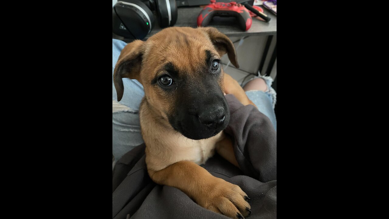 Dutch Shepherd/Cane Corso mix