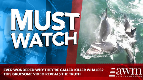 Ever Wondered Why They’re Called Killer Whales? This Gruesome Video Reveals The Truth