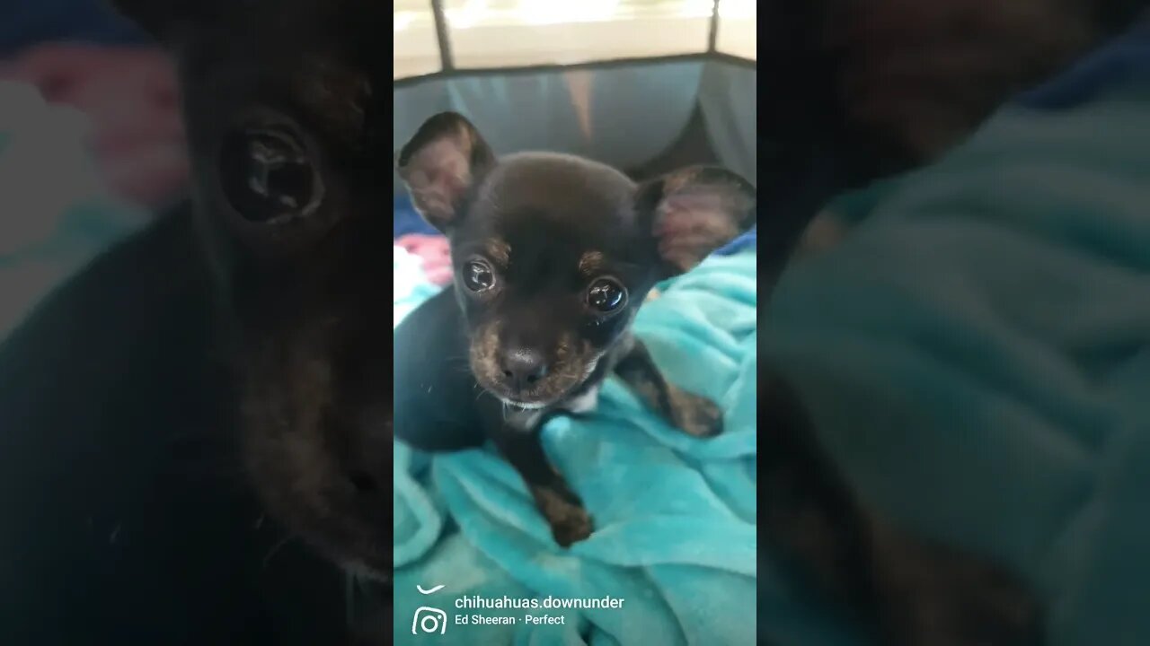 mocha & nova 8 weeks #chihuahuasofinstagram #chihuahuaturkiye #chihuahuafanclub #chihuahua