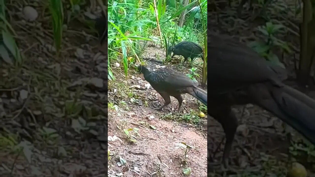 JACU E SEUS FILHOTES EM BUSCA DE COMIDA