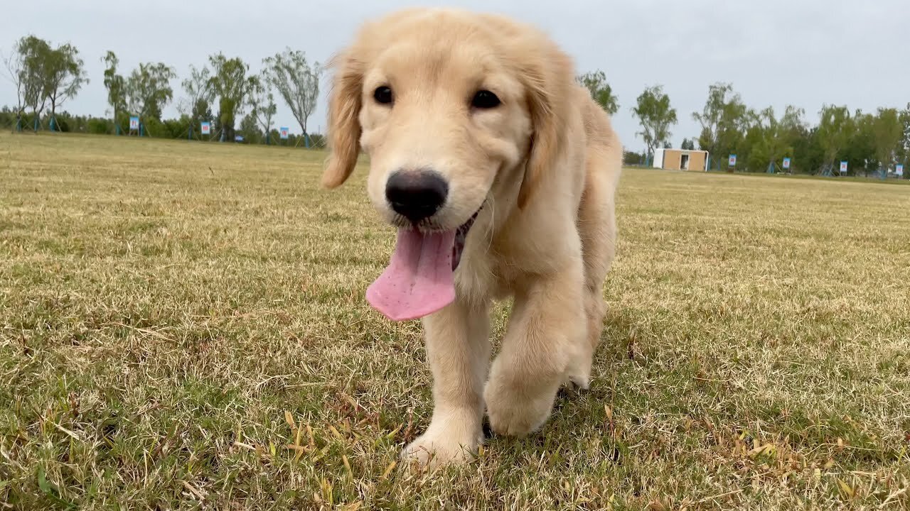 Golden Retriever first time out