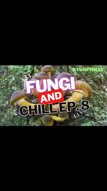 Fungi and Chill Livestream 8!