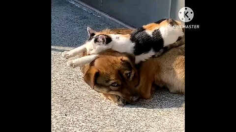 #DOG AND CAT FUNNY MOMENT