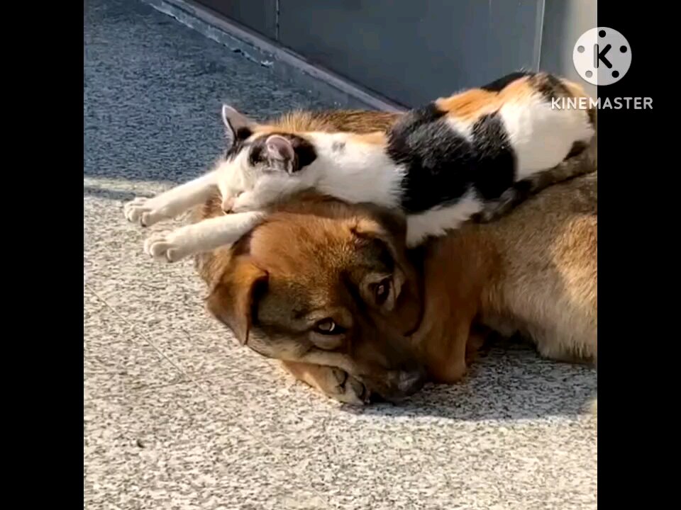 #DOG AND CAT FUNNY MOMENT