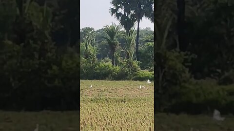 Egret Natural Birds Video