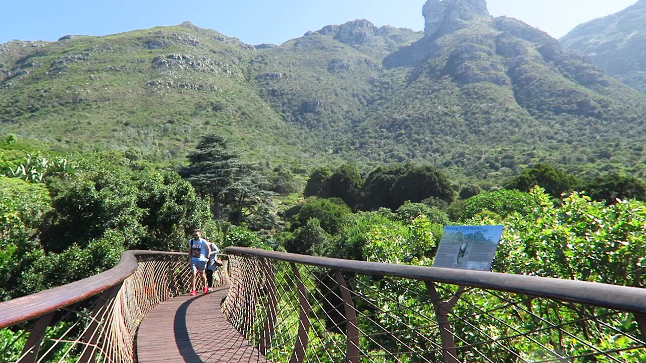 SOUTH AFRICA - Cape Town - Kirstenbosch National Botanical Garden (Video) (R5q)