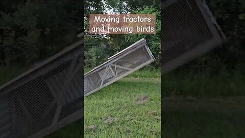 putting the meaties on grass #chicken #homestead #farm #shorts #video #meaties #chickentractors