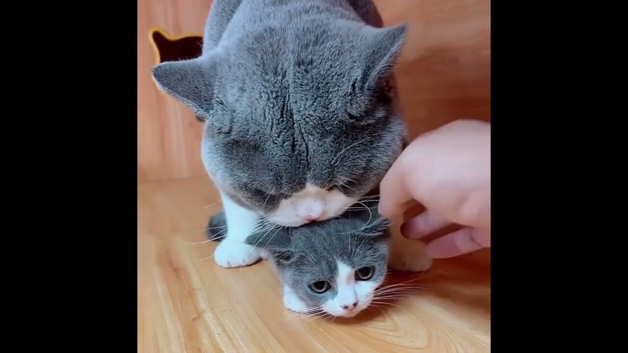 Top Video Cute Baby Cat