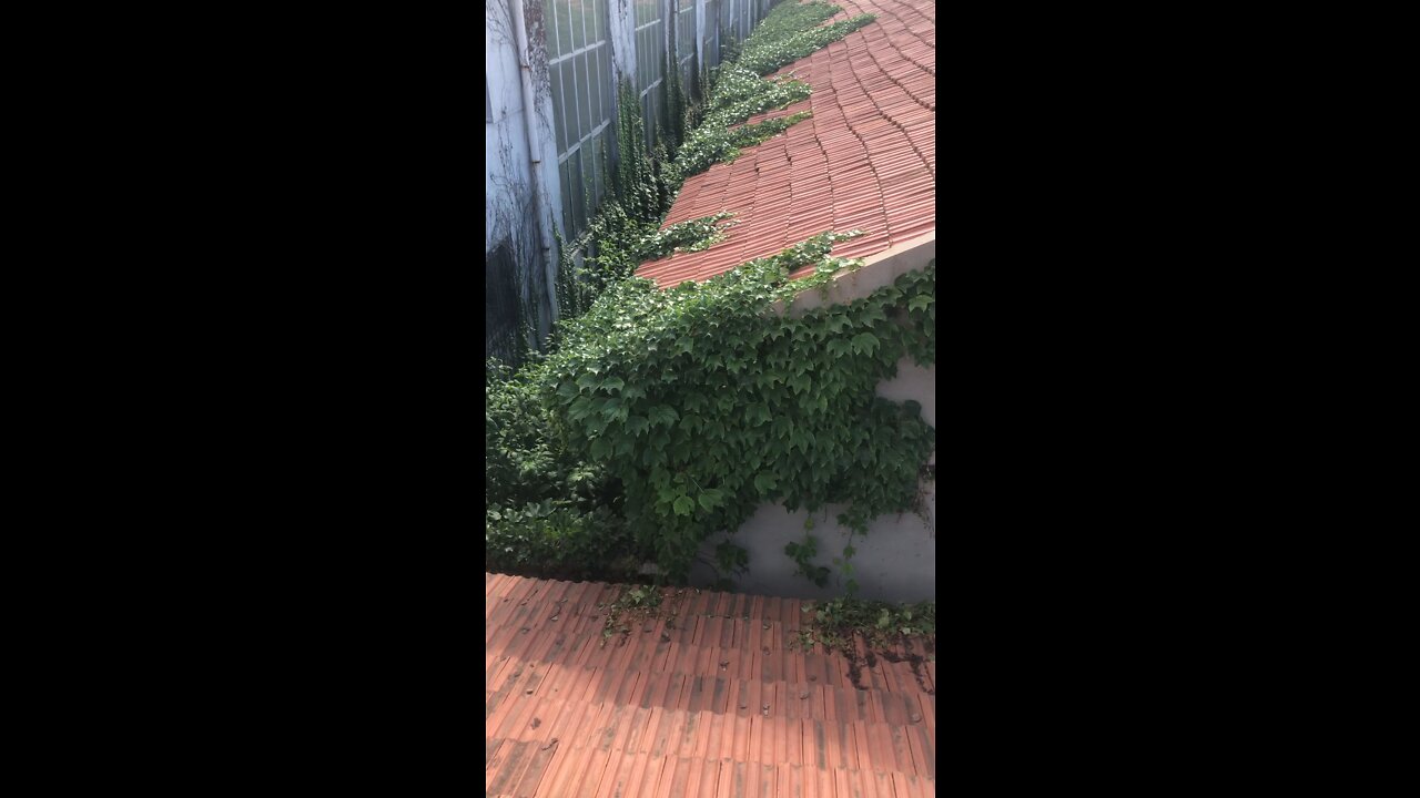 Green plants have climbed up the house