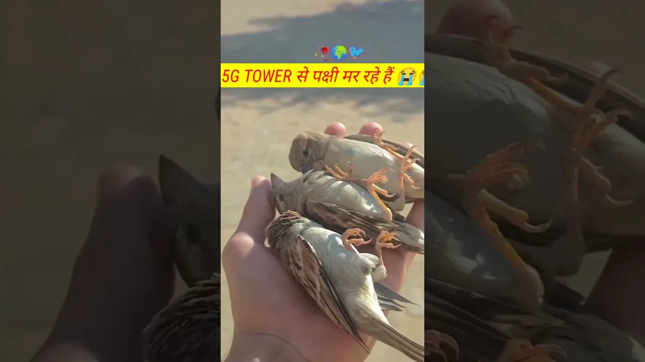 5G tower के नतीजे 😭😭 #shorts #ytshort #shortfeed #shortvideo