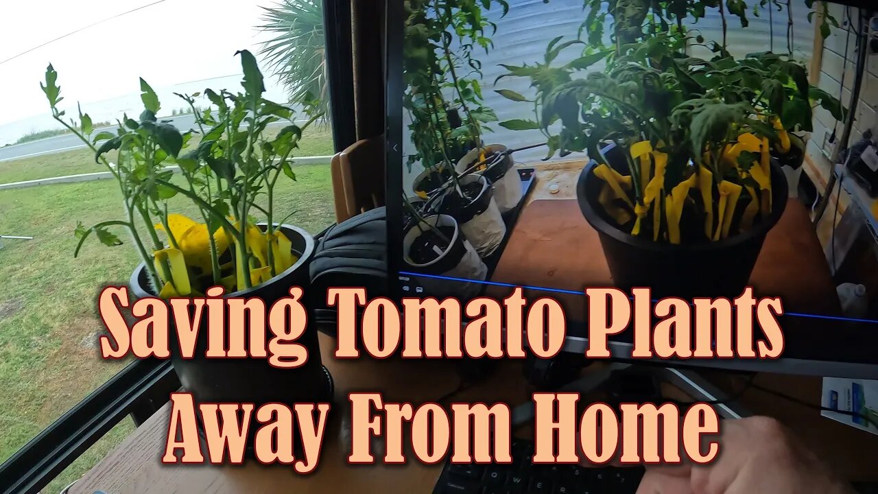 Tomatoes on the Road (or Overwintering)