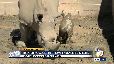 San Diego Zoo rhino could help save endangered species