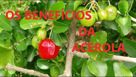 OS BENEFÍCIOS DA ACEROLA PARA SUA SAÚDE